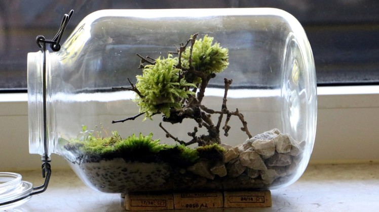 Homemade Bonsai Moss Tree Terrarium