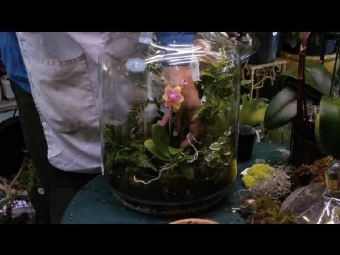 How to Build an Orchid Terrarium : Terrariums & More