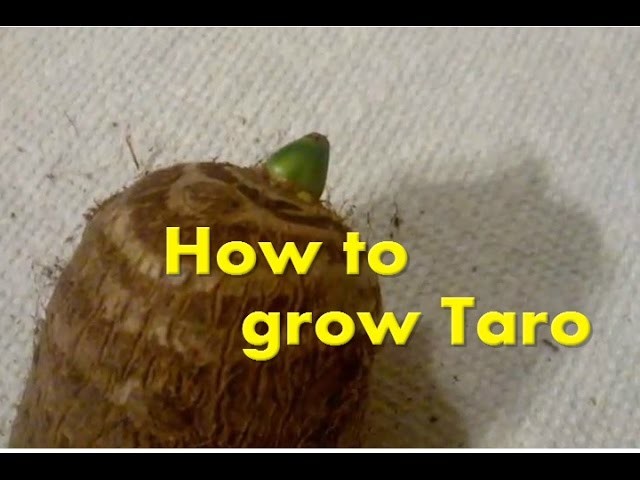 How to grow Eddoe.Taro elephant ears from the grocery store