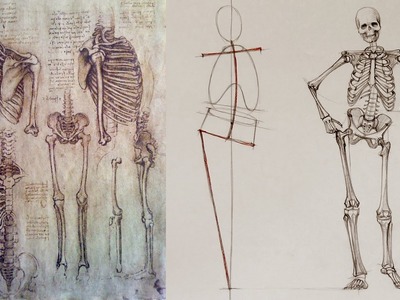 Human Body Skeleton - Anatomy Master Class