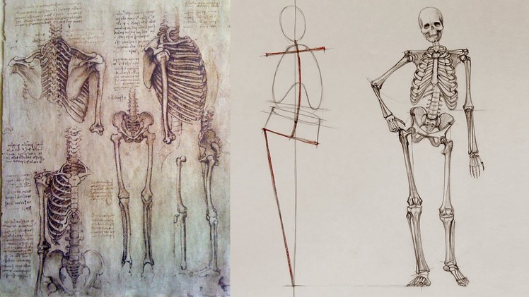 Human Body Skeleton - Anatomy Master Class