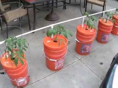 Easy Watering - Self Watering Bucket System - Growing in Buckets