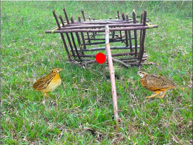 Amazing Quick Bird Trap in Cambodia - How To Make Easy Bird Trap Homemade in My Village