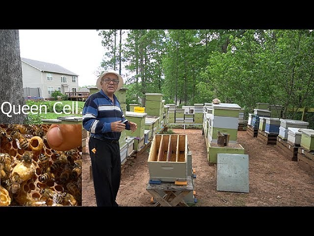 How to make a special multi Queen bee hive?  (English Version)