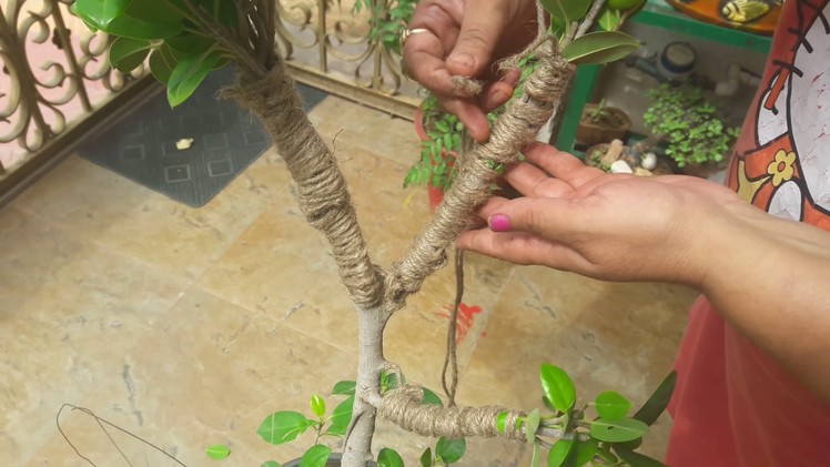 How to make Ficus Bonsai ||29 Aril, 2017