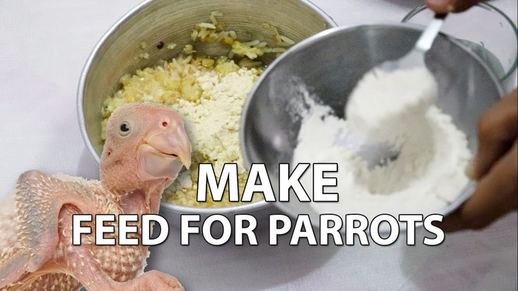 How to Make Healthy Feed for Baby Parrot at Home