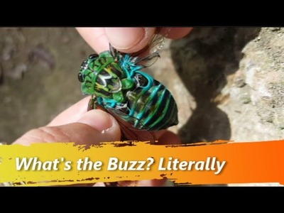 What's the Buzz? How Do Cicadas Make their Sounds?
