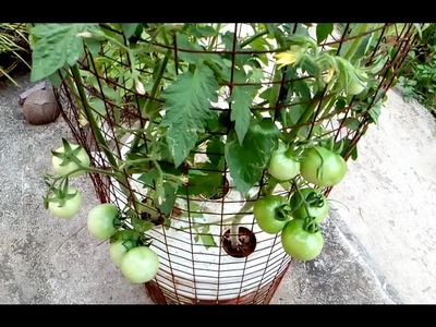 Tomato grow in a self watering tree pot on the roof