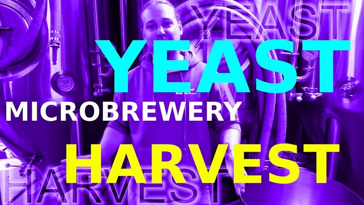 YEAST HARVEST!! How To: Microbrewery!
