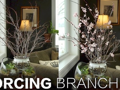 Forcing Branches. Garden Answer