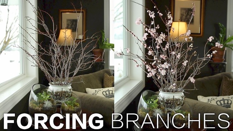 Forcing Branches. Garden Answer