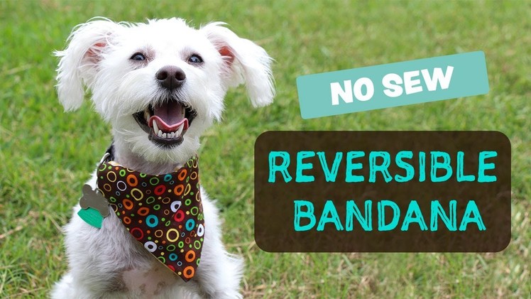 DIY-  Reversible Dog Bandana - No Sew  | Bandana de Perro