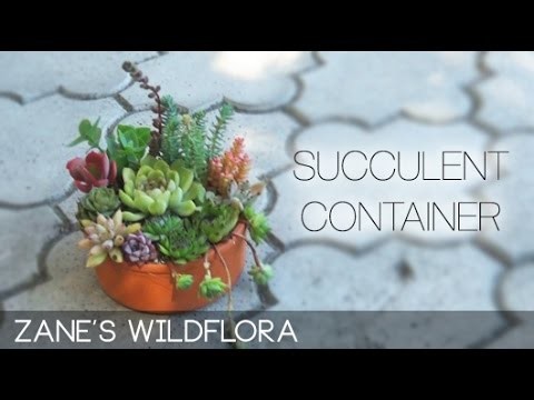 How to make a small succulent container