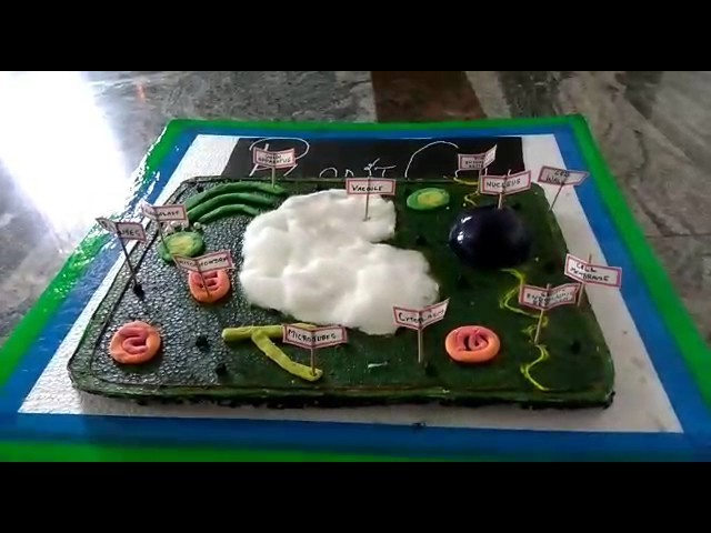 How to make plant cell ,model (Tutorial)