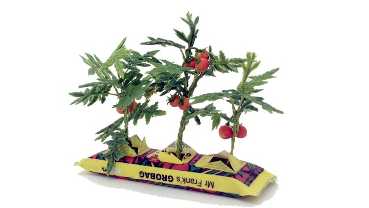 Miniature tomato plants in a growbag - Angie Scarr