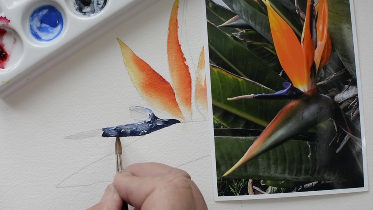 Bird of Paradise Part 5 Step by Step Watercolor Painting Instruction and Tutorial - Paint with Me!