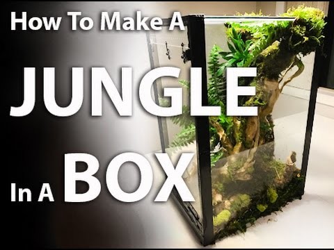How to Make a Jungle In A Box  |   A Terrarium Tutorial