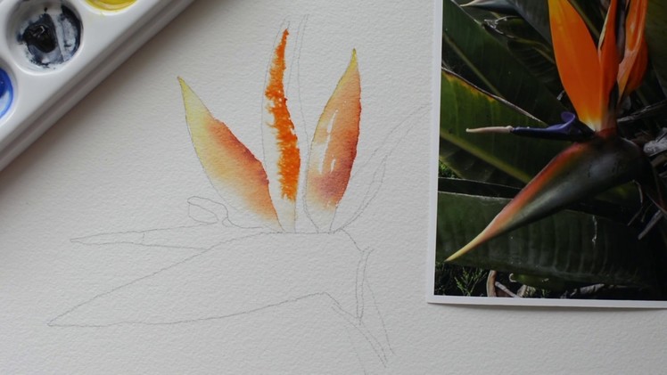 Bird of Paradise Part 4 Step by Step Watercolor Painting Instruction and Tutorial - Paint With Me!