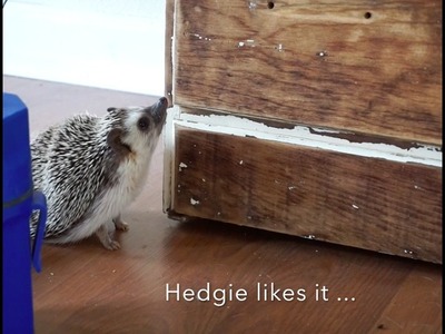 The Best Hedgehog Cage - Part 2 - what should you look for?