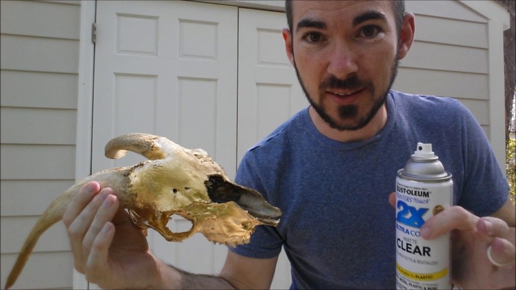 How to Cover a Skull in Gold Leaf!