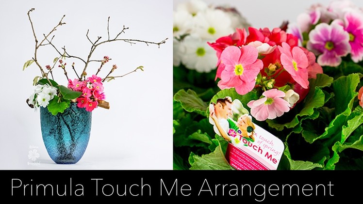 Primula Touch Me Flower Arrangement | Ikebana Beautiful