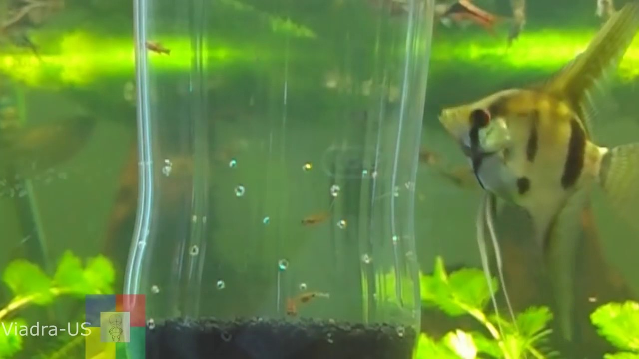 how to make a fry trap