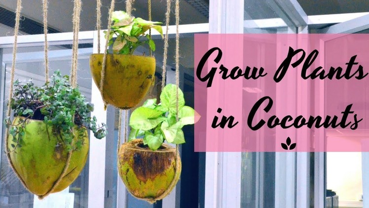 Grow Plants in Coconuts | Eco-friendly DIY Project. Garden Up