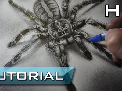 How to Draw a Spider with Pencil Step by Step - for Beginners and Kids - Realistic Drawing - 3d Art