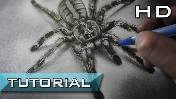 How to Draw a Spider with Pencil Step by Step - for Beginners and Kids - Realistic Drawing - 3d Art