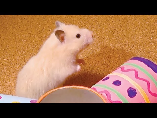 How to Make Hamster Roller with Pringles Can | DIY Hamster Toy