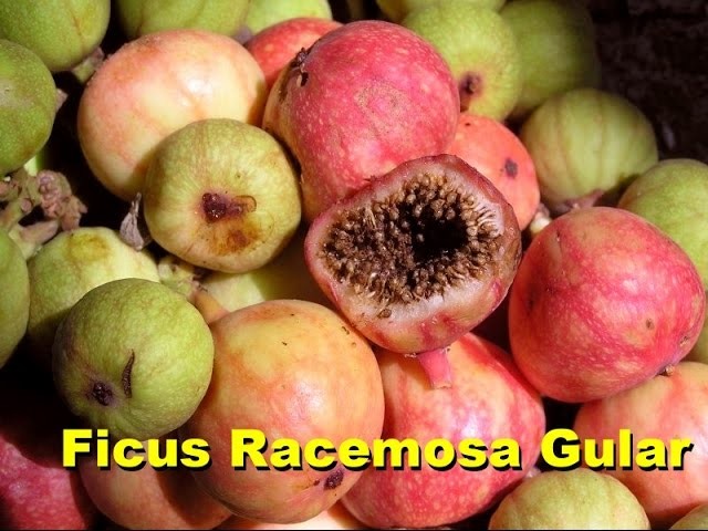 Ficus Racemosa Gular How to propagate from cutting & seeds (Urdu. Hindi)