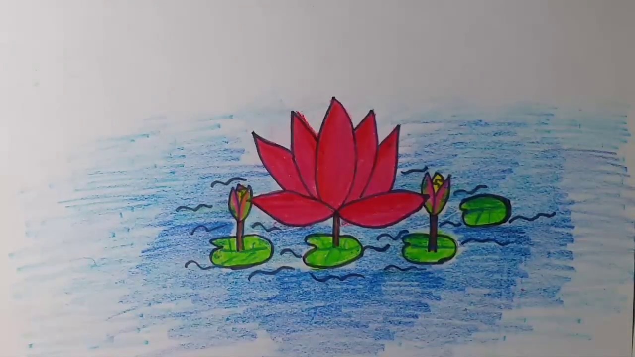 How to draw our National Flower Water Lily, Shapla