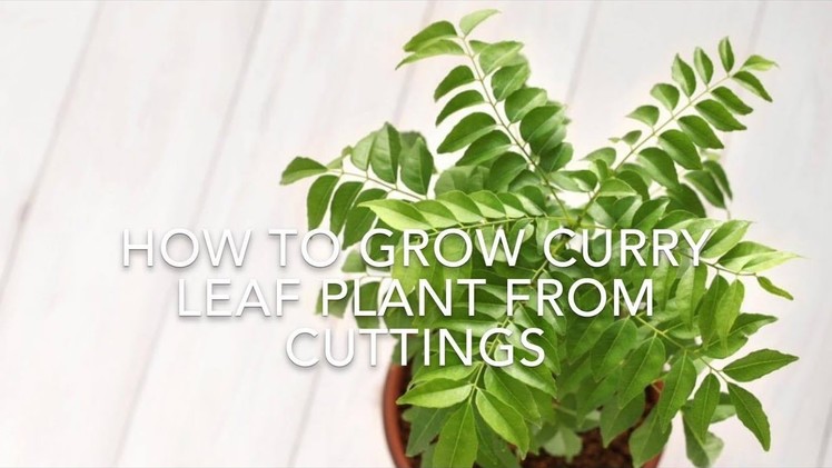 How To Grow Curry Leaf Plant From Cuttings. Using Rooting Hormone. Kitchen Gardening Ideas.