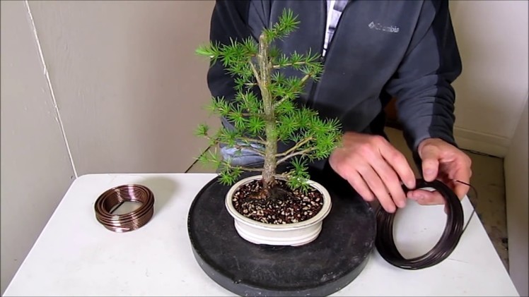 How To Make a Bonsai, Step by Step Beginners Guide To Wiring Trees