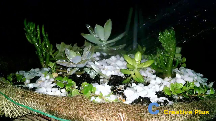 How to Make a Dish Garden With Succulents Plant