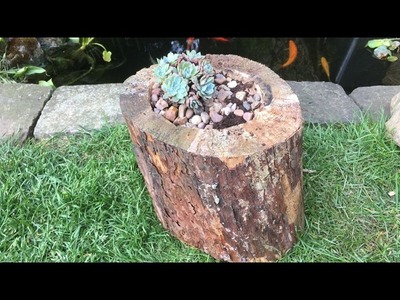 How to make a natural sempervivum planter from a log tree stump