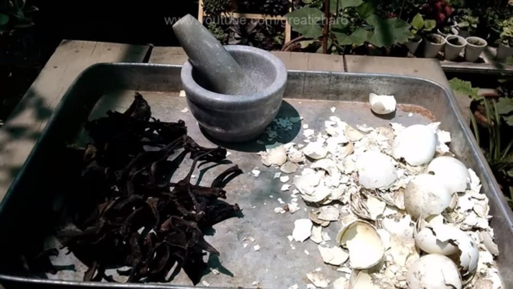 How to Make Egg Shell Fertilizer | Organic Fertilizer | Ghar Par Khaad Kese Banain