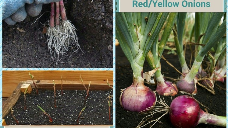 HOW TO PLANT.GROW ONIONS FROM BUNCHES IN RAISED BED