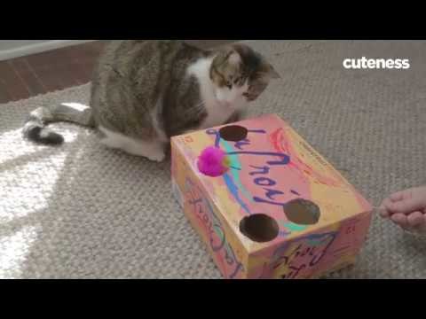 How To Make A DIY Soda Box Cat Toy
