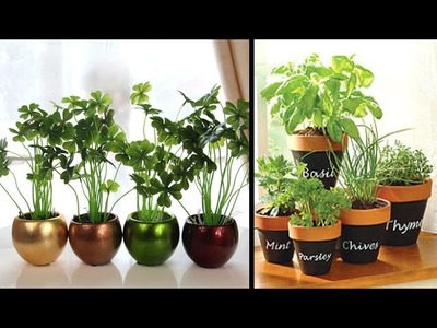 Plant Decoration for Home, Living Room, Decorate you home with beautiful plants