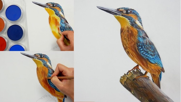Drawing, Coloring a Bird (kingfisher) with PanPastel and Colored pencils