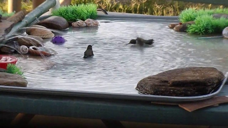 Hummingbirds Play in Homemade Bird Bath