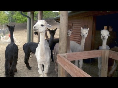 Alpaca owners accused of using farms for tax breaks