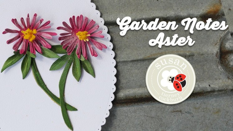 Aster | Garden Notes | Susan's Garden Club