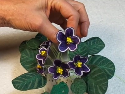 Dark Purple African Violet With White Edges