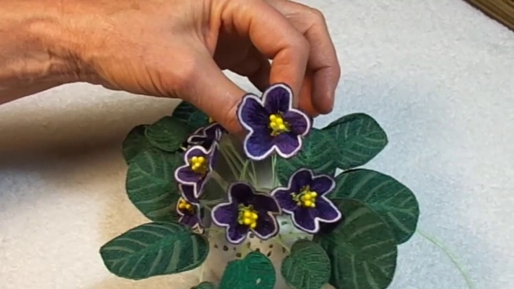 Dark Purple African Violet With White Edges