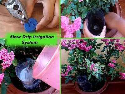 Gardening Hacks with Bottles- Protect your plant  by drip irrigation system with a plastic bottle