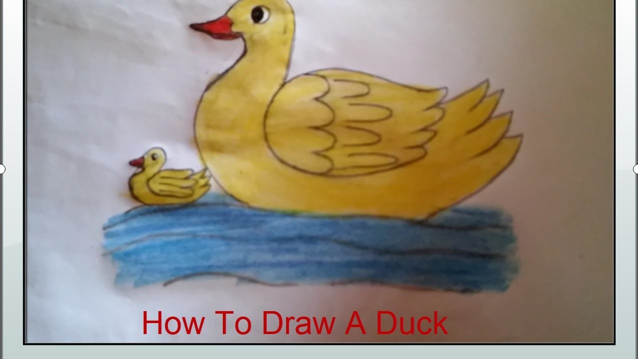 How To Draw A Duck Step By Step, How to draw swan For Kids, Drawings Of ...