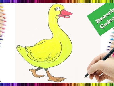 How To Draw and Color  Duck for Kids | Duck Drawing