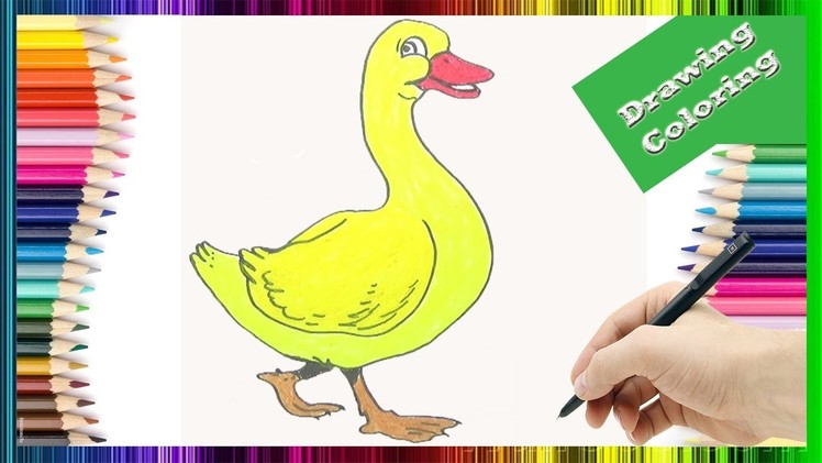 How To Draw and Color  Duck for Kids | Duck Drawing